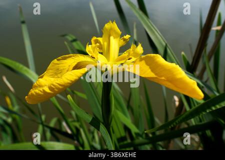 Iris pseudacorus, auch bekannt als gelbe Iris. Gelbe Irisblume auf dem Hintergrund der grünen Blätter Stockfoto