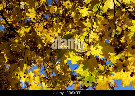 Ahornblätter, die im Herbst ihre Farbe geändert haben, trocknen Ahornblätter im Herbst Stockfoto