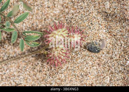 Samen von Cockscomb Sainfoin (Onobrychis caput-galli) am Strand von Iztuzuz, Turkiye Stockfoto