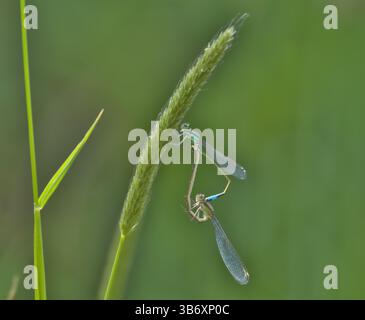 Zwei Jungtiere (Familie Coenagrionidae) in der Stellung des passenden Rads, die auf einem grünen Grassamen-Kopf sitzen. Die Abbildung zeigt eine detaillierte Nahaufnahme ihrer Stockfoto