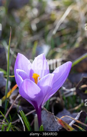 Zarte Krokusblüten zeigen ihre leuchtenden violetten Blüten inmitten von frischem grünem Gras in Zavelstein, einem malerischen Dorf, das für seinen atemberaubenden Frühling bekannt ist Stockfoto