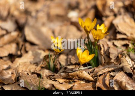 Gelbe Krokusblüten tauchen in einer Decke aus braunen, getrockneten Blättern aus dem Boden auf und signalisieren das Eintreffen des Frühlings. Das Sonnenlicht hebt ihre V Stockfoto