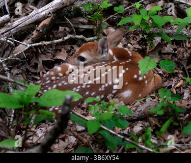 Weißschwanzhirsche (Odocoileus virginianus) mit Flecken, die sich zwischen Blättern und Laub auf dem Waldboden verstecken. Stockfoto