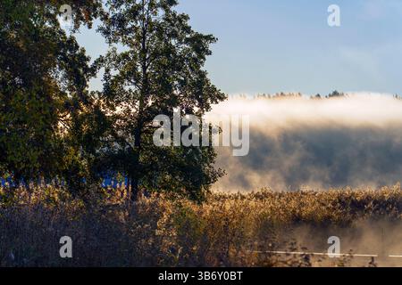 Ruhe am frühen Morgen Besuch des nebeligen Meeres. Stockfoto