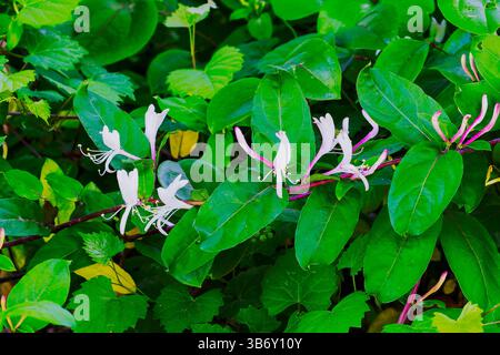 Amur-Geißblatt (Lonicera maackii) mit zarten weißen bis blassgelben Blüten und sattgrünen Blättern, die häufig in Wäldern, Parks oder als Fastengefühl zu finden sind Stockfoto