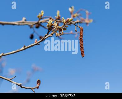 Die Blätter blühen im Frühjahr auf der Birke Stockfoto