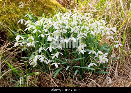 Schneeglöckchen oder Schneeglöckchen (galanthus nivalis), aus nächster Nähe zeigt eine große Gruppe der bekannten Frühjahrsblume, die zwischen Felsen und totem Gras wächst. Stockfoto