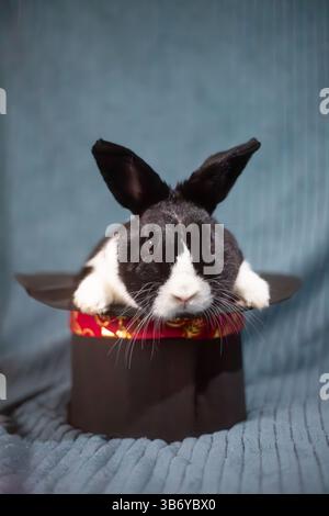 Magischer Hase in einem Hut – skurriles Kaninchenporträt, niederländisches Kaninchen Stockfoto