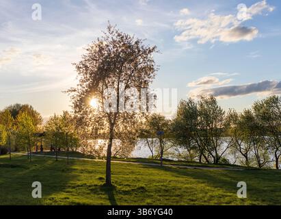 Die Sonne scheint zwischen den grünen Blättern der Bäume Stockfoto