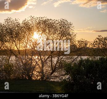 Die Sonne scheint zwischen den grünen Blättern der Bäume Stockfoto