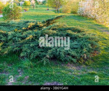 Schuss vom wacholderbusch Stockfoto