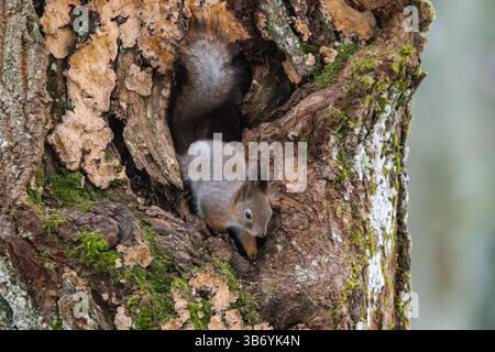 Eichhörnchen (Sciurus Vulgaris) Stockfoto