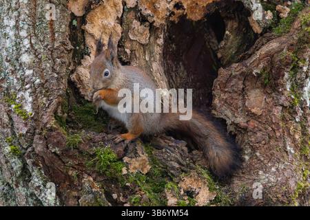 Eichhörnchen (Sciurus Vulgaris) Stockfoto