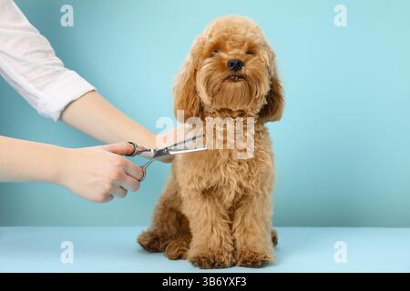 Der Groomer schneidet süßes Hundehaar auf hellblauem Hintergrund, Nahaufnahme Stockfoto