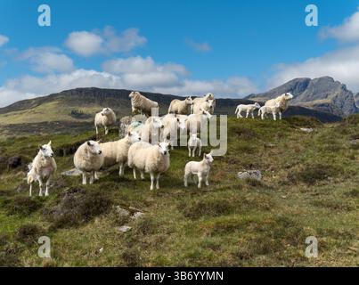 Kleine Herde von Cheviot-Schafen mit Schafen und jungen Lämmern, die im Mai auf einem Hügel mit schottischem Berg im Hintergrund geerntet wurden, Isle of Skye, Schottland, Vereinigtes Königreich Stockfoto