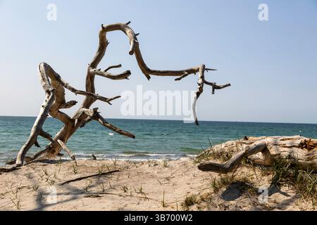 Eine einzigartige Treibholzformation steht stolz am Sandstrand der Halbinsel Darß mit sanften Wellen in der Nähe unter einem klaren blauen Himmel. Die tr Stockfoto