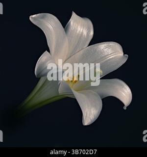 Lilium longiflorum wird oft Osterlilie genannt. Einzelne Blüte isoliert auf schwarzem Hintergrund mit Pistil, Staubblättern und Pollen. Stockfoto