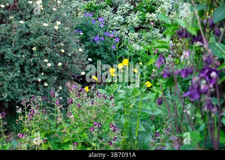 Schöne lila und gelbe Blumen Phaeum Aquilegia Johnsons Geranium Welsh Mohn in der Blüte im Mai Garten Wales UK 2025 Großbritannien KATHY DEWITT Stockfoto