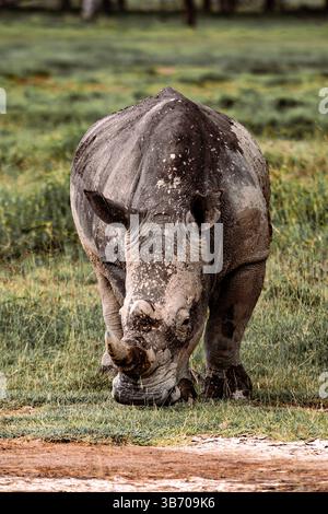 Ein einsames Nashorn, das auf grünem Gras in einer kenianischen Savanne weidet, bedeckt mit getrocknetem Schlamm. Stockfoto