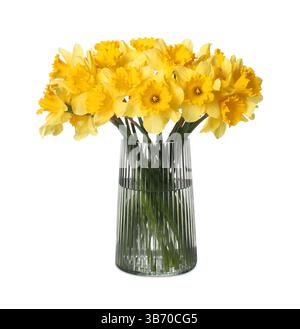Gelbe Narzissen in Vase isoliert auf weiß Stockfoto