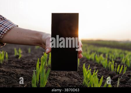 Handheld-Smartphone mit leerem Bildschirm in jungen grünen Feldern bei Sonnenaufgang, modernes Smart Farming-Konzept. Stockfoto