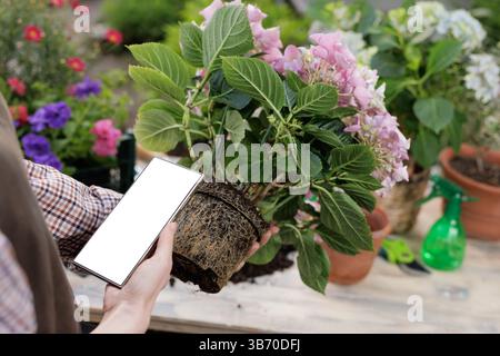 Gärtner mit Topfhortensie mit freiliegenden Wurzeln und Smartphone mit leerem Bildschirm für die Nutzung der Garten-App. Stockfoto