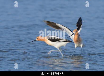 Amerikanische Avocets (Recurvirostra americana), die während des Frühlingszuges an der Meeresküste in Konflikt geraten, Galveston, Texas, USA. Stockfoto