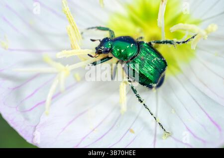 Smaragdblumen-Scarabkäfer (Trichiotinus lunulatus), Fütterung an Pink Ladies oder Pink Abendkerze (Oenothera speciosa), Texas, USA Stockfoto