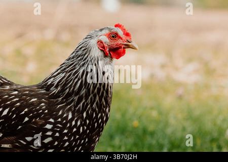 Hühnchen-Hühner-Feld-wyandotte-braun-rot-Hühnchen-Walking-SingleHühnchen-Blick in die Kamera in Gras und Schmutz Feldgänse-Gras-Maisfeld-Schmutz Stockfoto