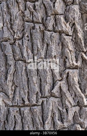 joshua-Baum oder Yucca brevifolia-Rinde Hintergrund Textur Stockfoto