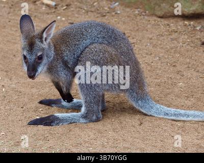Bezauberndes, elegantes Parma Wallaby in außergewöhnlicher Schönheit. Stockfoto