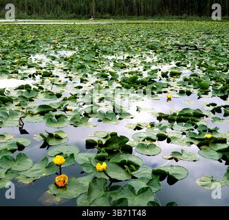 See mit Seerosen gefüllt in der Indian Peaks Wilderness Area. Rocky Mountains, Colorado Stockfoto