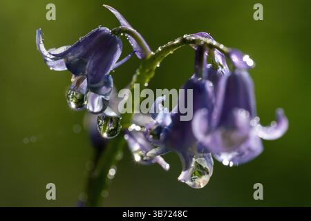 Berlin, Deutschland. April 2025 30. Wassertropfen hängen an den Blüten einer Glocke. Quelle: Hauke Schröder/dpa/Alamy Live News Stockfoto
