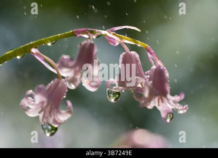 Berlin, Deutschland. April 2025 30. Wassertropfen hängen an den Blüten einer Glocke. Quelle: Hauke Schröder/dpa/Alamy Live News Stockfoto