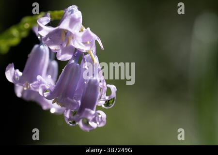 Berlin, Deutschland. April 2025 30. Wassertropfen hängen an den Blüten einer Glocke. Quelle: Hauke Schröder/dpa/Alamy Live News Stockfoto