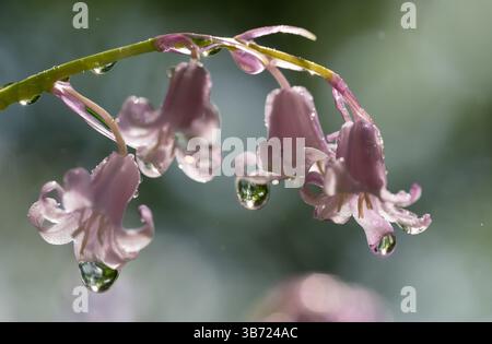 Berlin, Deutschland. April 2025 30. Wassertropfen hängen an den Blüten einer Glocke. Quelle: Hauke Schröder/dpa/Alamy Live News Stockfoto