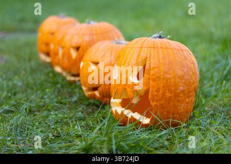 Fünf halloween Kürbis im Gras Stockfoto