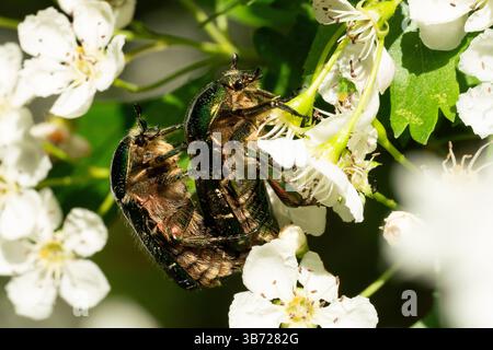 Berlin, Deutschland. April 2025 30. Rosenscheuerkäfer (Cetoniinae) paaren sich an den Blüten eines Weißdorns. Quelle: Hauke Schröder/dpa/Alamy Live News Stockfoto