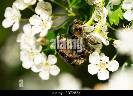 Berlin, Deutschland. April 2025 30. Rosenscheuerkäfer (Cetoniinae) paaren sich an den Blüten eines Weißdorns. Quelle: Hauke Schröder/dpa/Alamy Live News Stockfoto