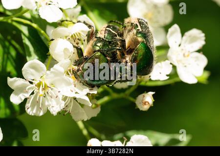 Berlin, Deutschland. April 2025 30. Rosenscheuerkäfer (Cetoniinae) paaren sich an den Blüten eines Weißdorns. Quelle: Hauke Schröder/dpa/Alamy Live News Stockfoto