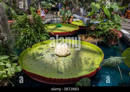 Skulpturen von Victoria Wasserplatten aus Lego-Ziegeln sind von Pflanzen umgeben in den Lauritzen Gardens in Omaha, Nebraska, USA. Stockfoto