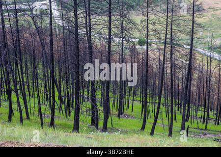 Widerstandsfähigkeit gegenüber der Natur in der Szene nach dem Waldbrand, mit verbrannten Kiefernskeletten gegen die lebendige Wiedergeburt am Boden. Stockfoto