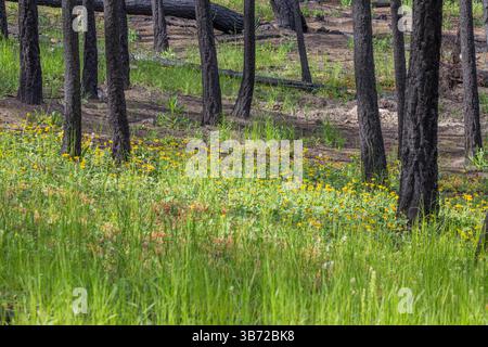 Vollständig geschwärzte und blattlose Baumstämme stehen über blühenden grünen Gräsern und fröhlichen gelben Wildblumen. Wildbrand-Nachwirkungen. Stockfoto