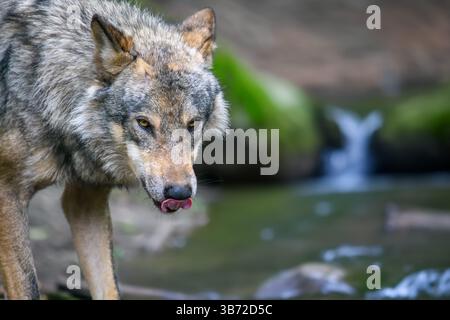 Grauer Wolf, Canis lupus, im Sommerlicht, im Wald. Wolf im Naturlebensraum Stockfoto