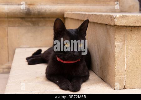 Eine schwarze Katze mit rotem Kragen liegt auf der Treppe. Stockfoto