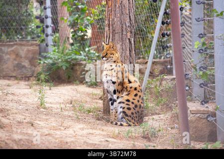 Baku. Aserbaidschan. 05.23.2022. Wunderschöner afrikanischer Serval im Zoo von Baku. Stockfoto