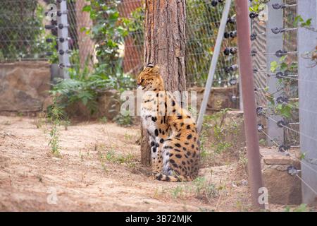 Baku. Aserbaidschan. 05.23.2022. Wunderschöner afrikanischer Serval im Zoo von Baku. Stockfoto