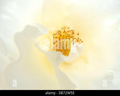 Weißes Rosenzentrum mit gelben Staubblättern Makrophotographie natürlichem Hintergrund. Schöne offene Rosenblüte mit lockigen Blüten. Stockfoto