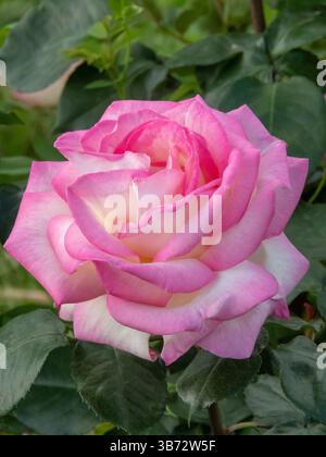 Cremeweiß mit rosa Hybrid-Tee-Rosenblüte. Doppelter Blumenkopf im Garten. Schöne Rosenblüte mit roten Blüten und dunkelgrünem Laub. Stockfoto