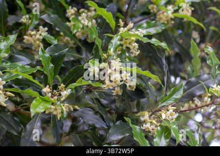 Pittosporum undulatum-Baum in der Familie Pittosporaceae. Süße Pittosporum-weiße duftende Blüten. Einheimische daphnenblüte. Australisches Käseholz, Victo Stockfoto